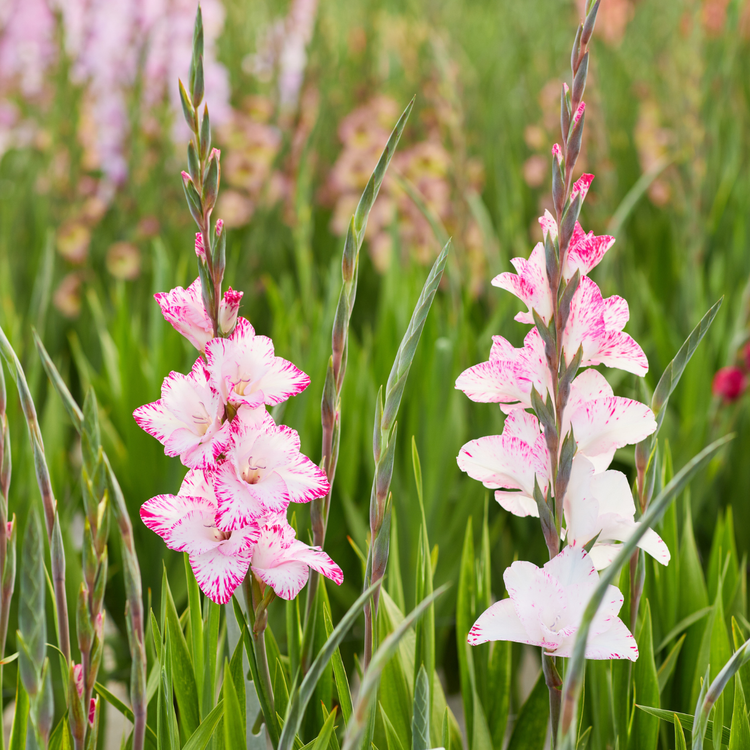 Gladiolus My Love
