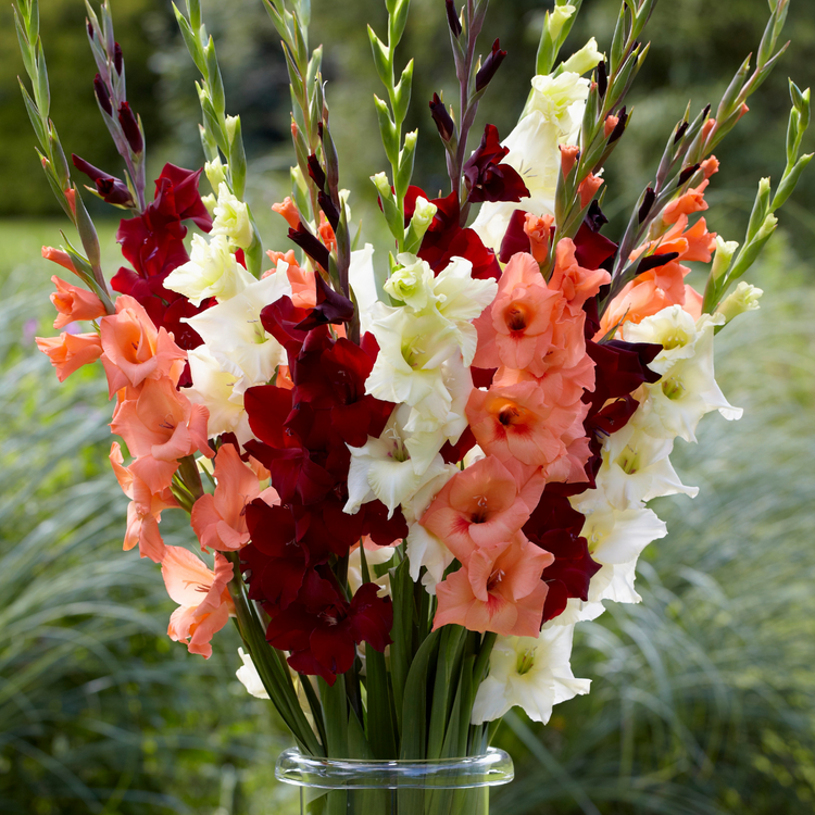 Gladiolus Peter Pears
