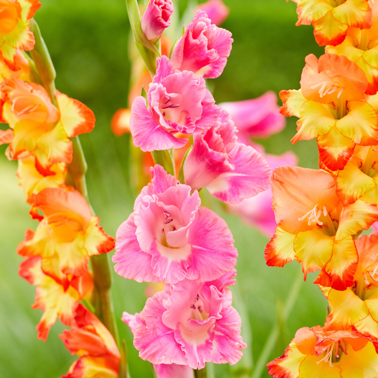 Gladiolus Pink Parrot