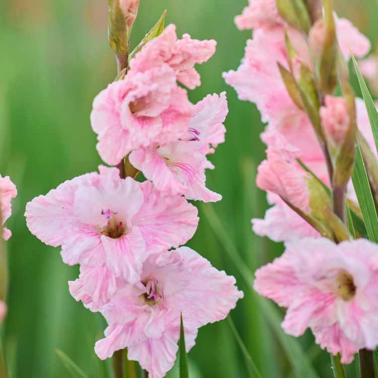 Gladiolus Soft Innocence