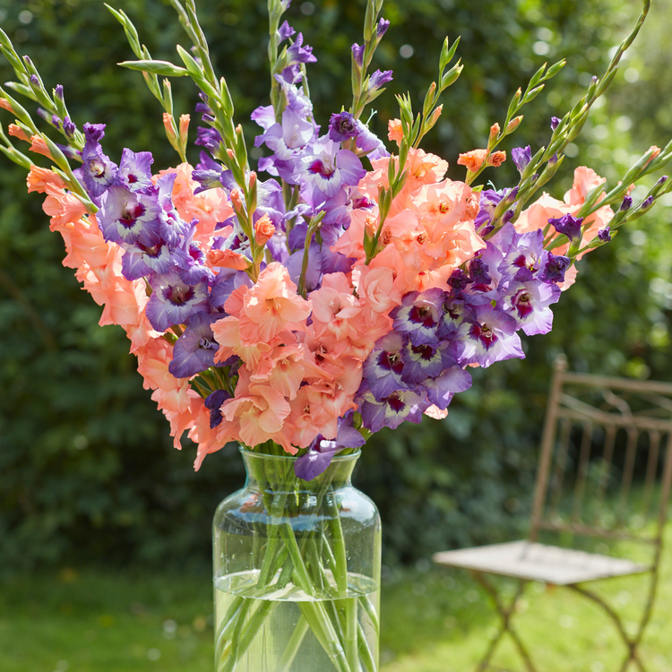 Gladiolus Vista