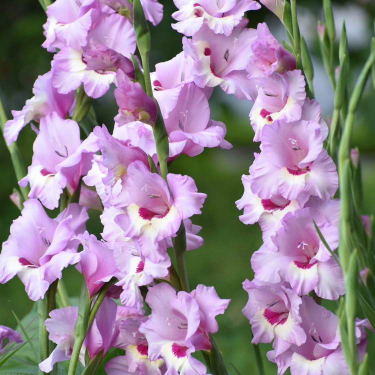Gladiolus Zamora