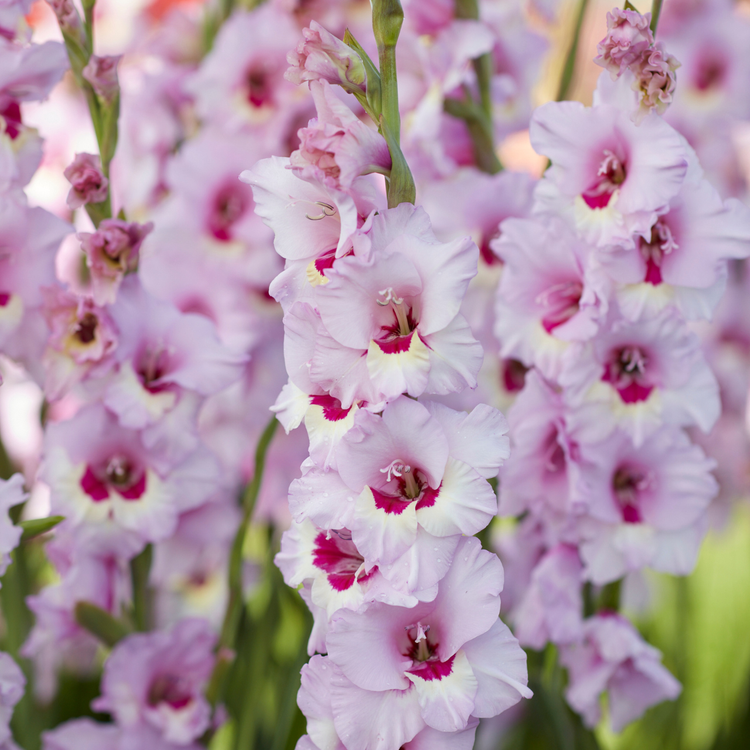 Gladiolus Zamora