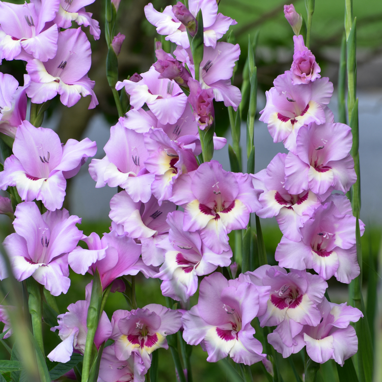 Gladiolus Zamora
