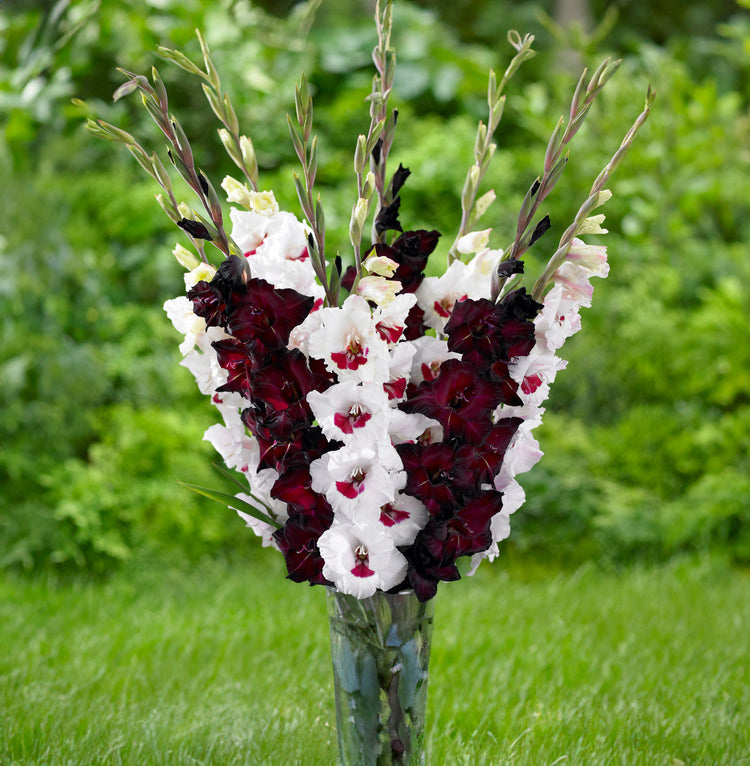 Gladiolus Black Sea & Fiorentina