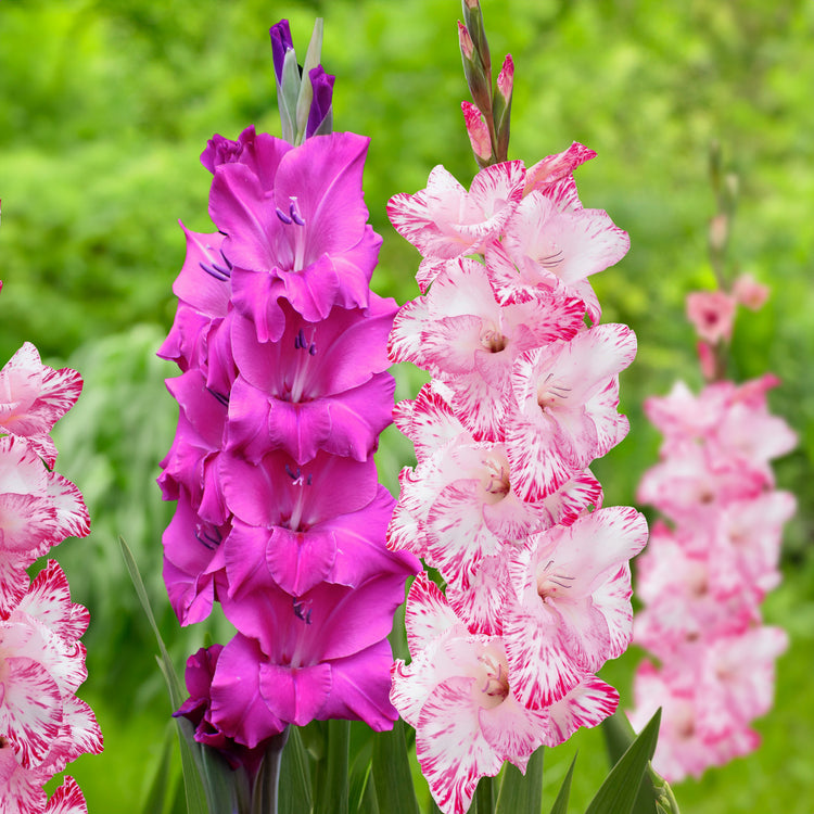 Gladiolus My Love & Sugar Plum
