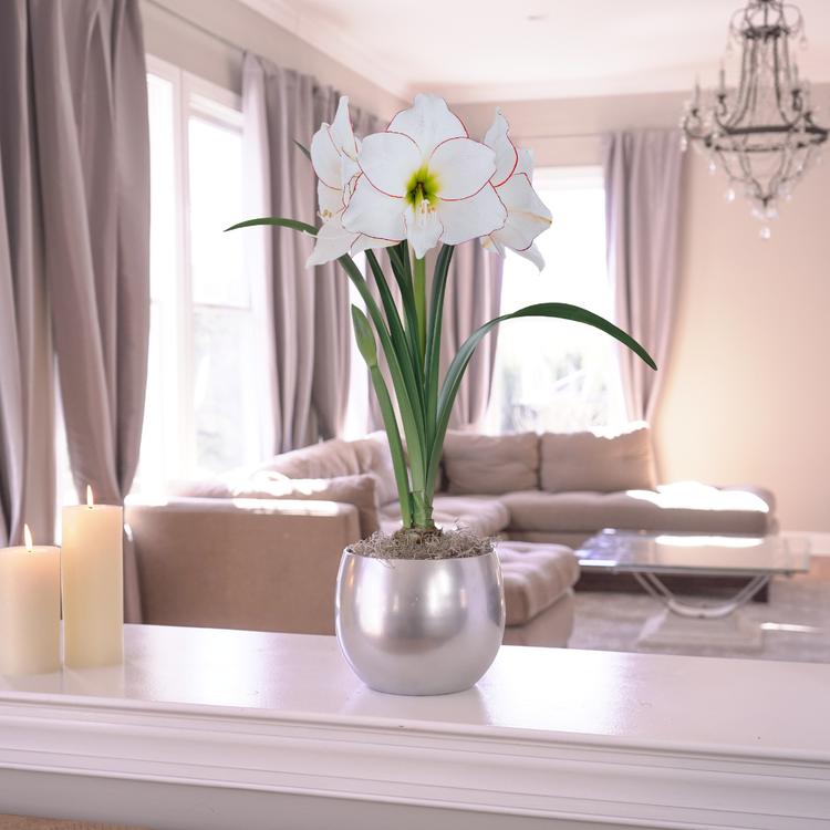 Amaryllis with Shiny Silver Globe Pot Growing Kit