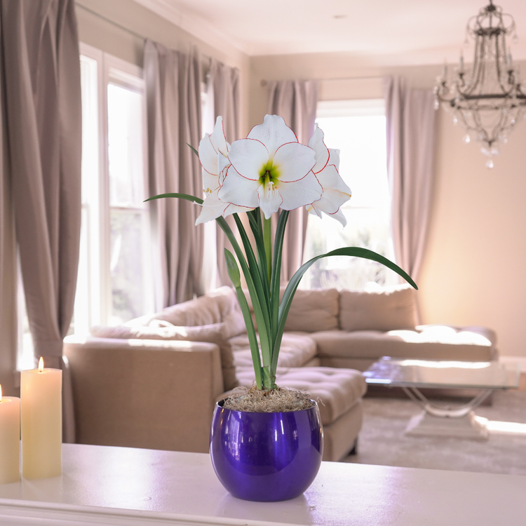 Amaryllis with Shiny Blue Globe Pot Growing Kit