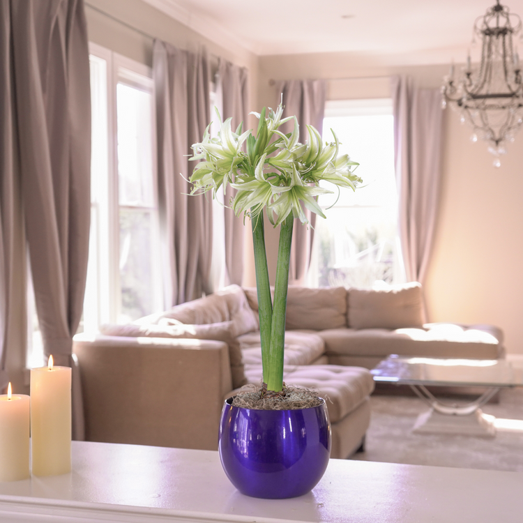 Amaryllis  Evergreen with Shiny Blue Globe Pot Growing Kit