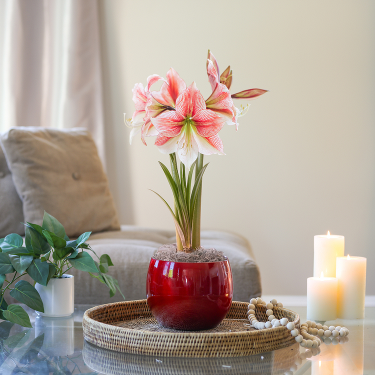 Amaryllis with Shiny Red Globe Pot Growing Kit