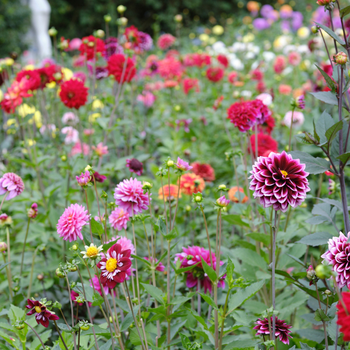 Longfield Gardens