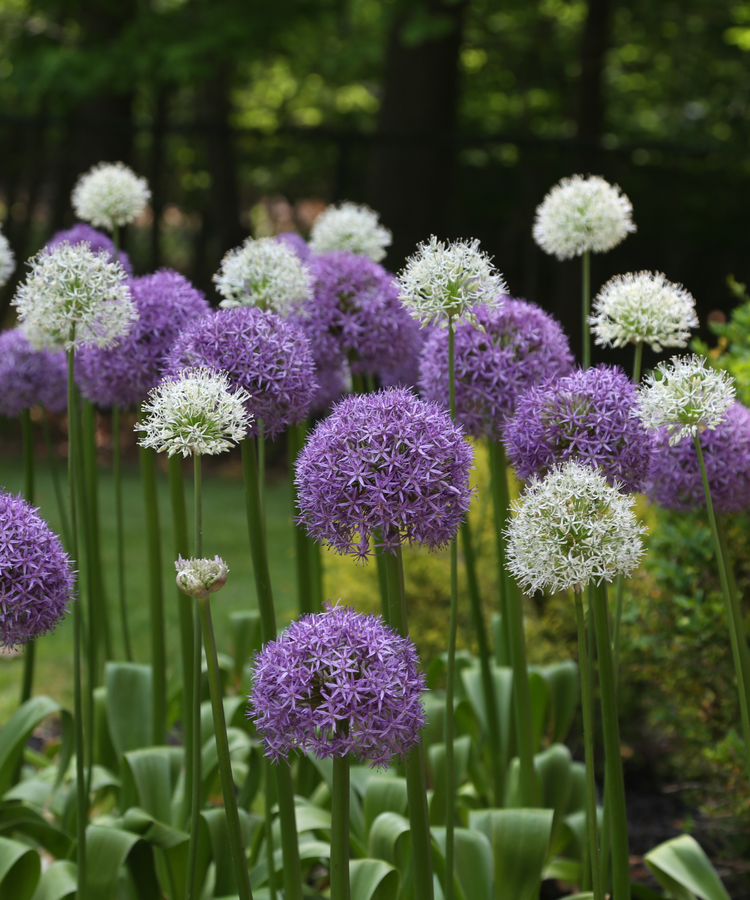 Information about All About Alliums