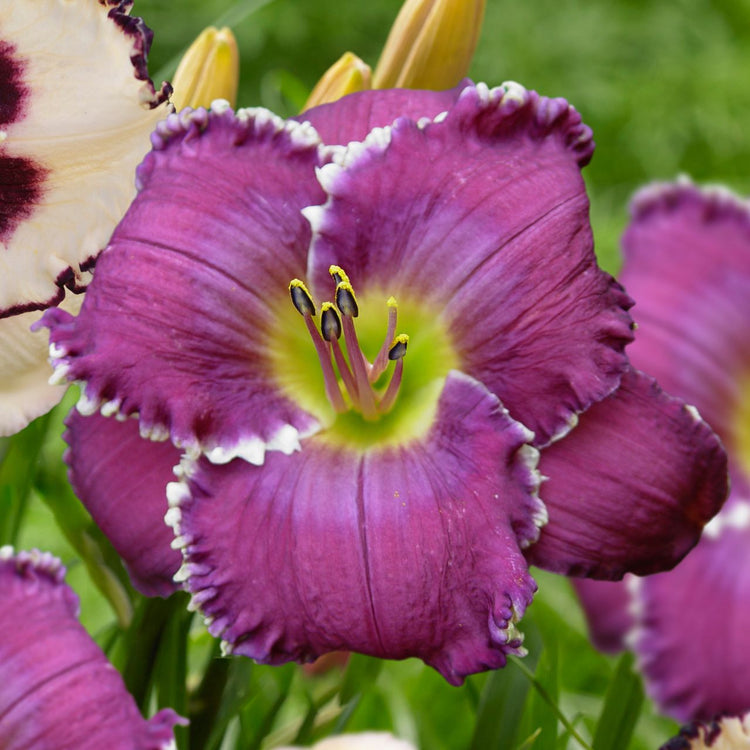 Daylily Face of the Stars