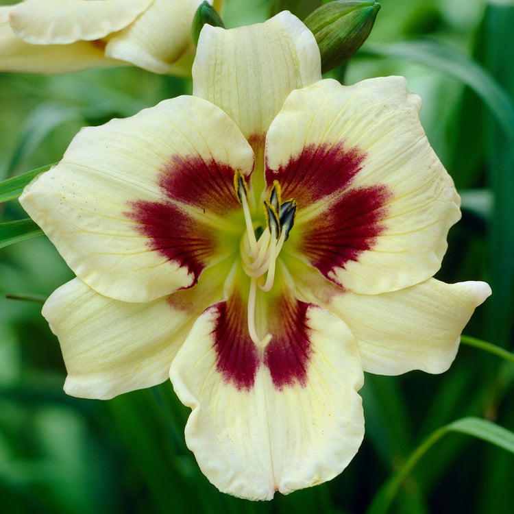 Daylily Moonlit Masquerade