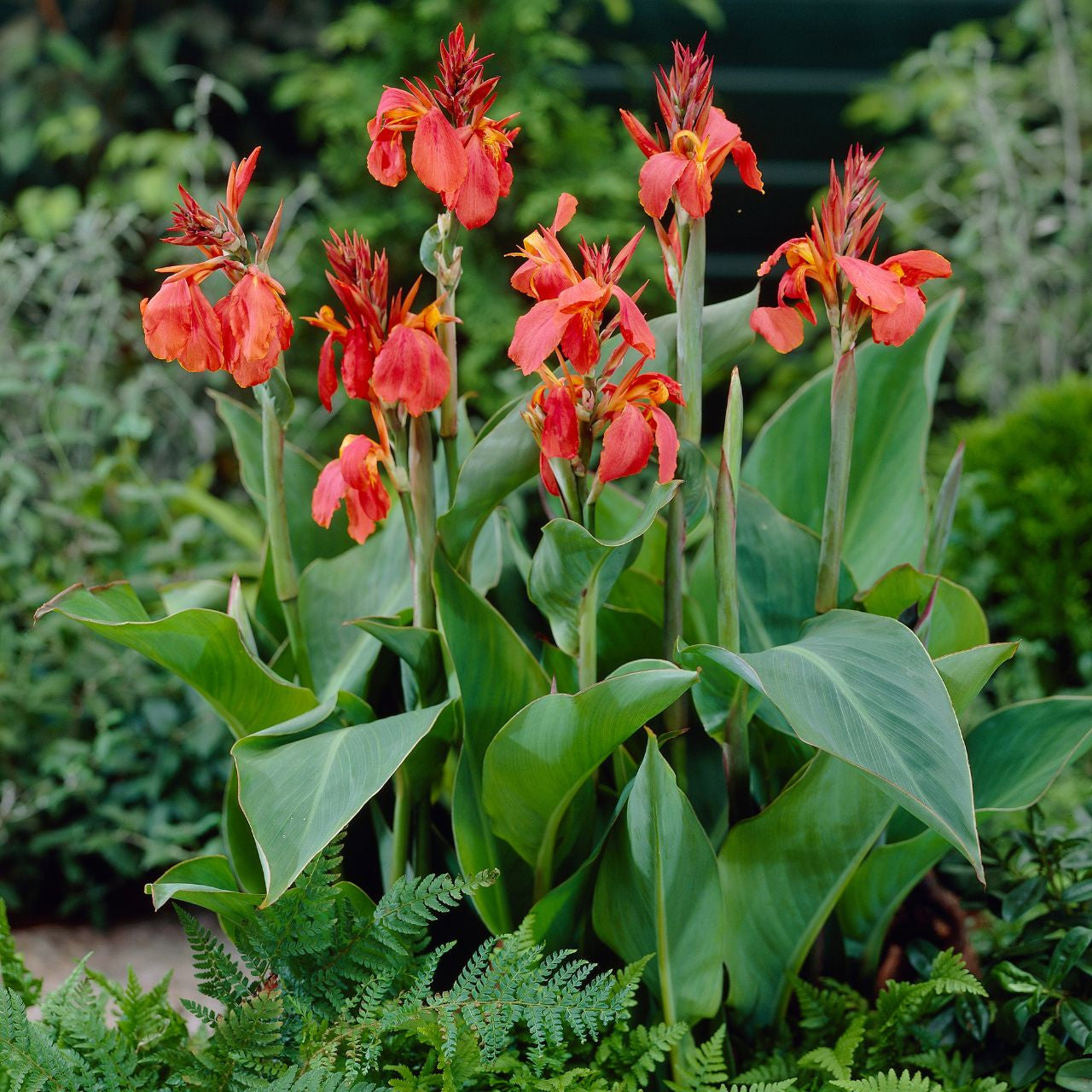 Grow President Canna Bulbs for Brilliant Summer Color
