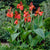 Medium Cannas