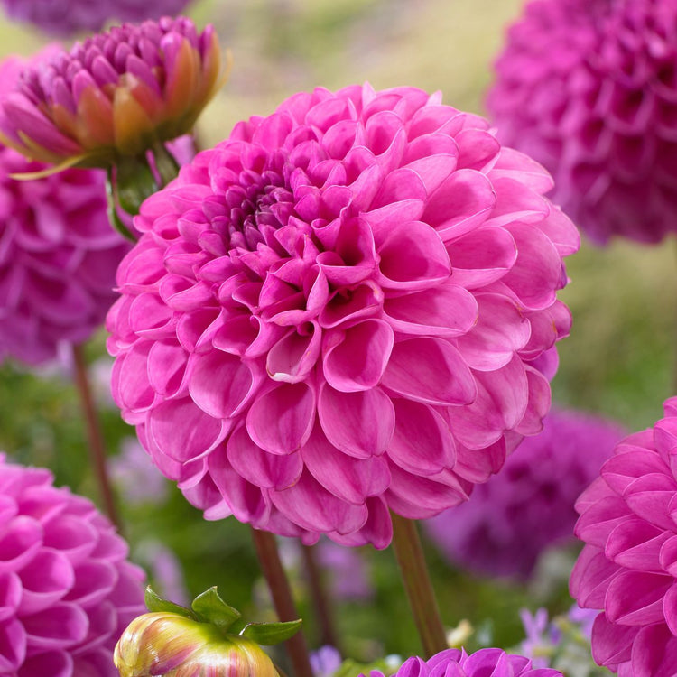 The hot pink flowers of pompon dahlia Jan van Schaffelaar.