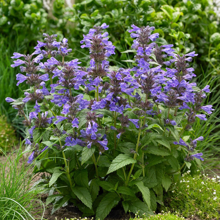 Nepeta	Sylvester Blue