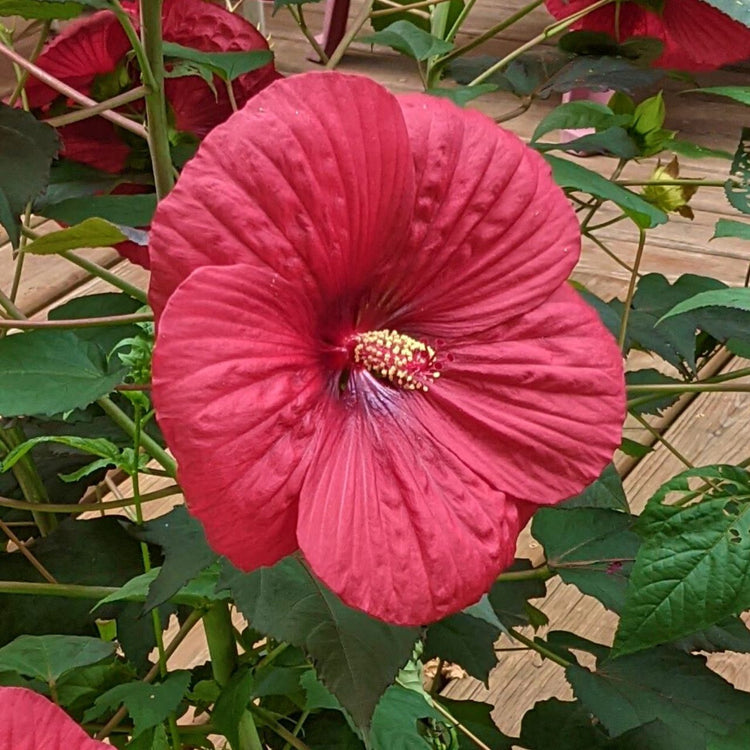 Hibiscus MoonShadow Carmine