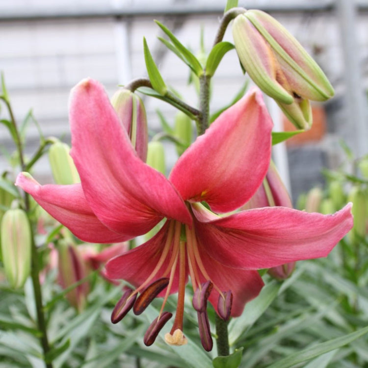morning lily flower Lily Martagon Martha (Spring)