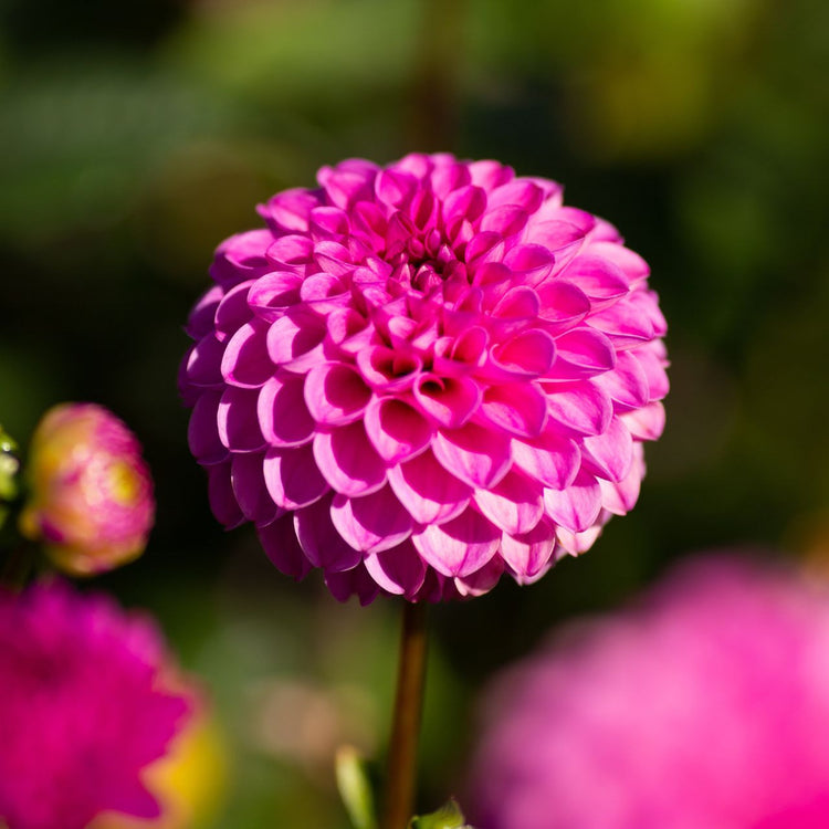 Dahlia PomPon Jan van Schaffelaar