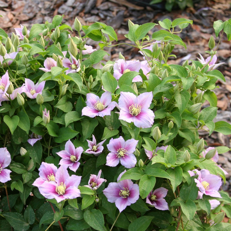 Clematis Standard Little Duckling