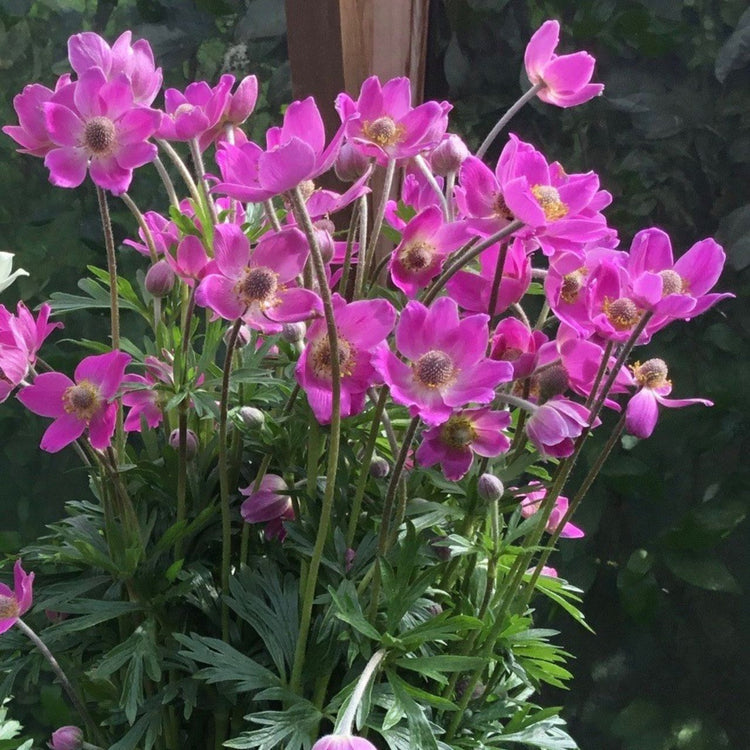 Anemone  Sylvestris Spring Beauty Pink