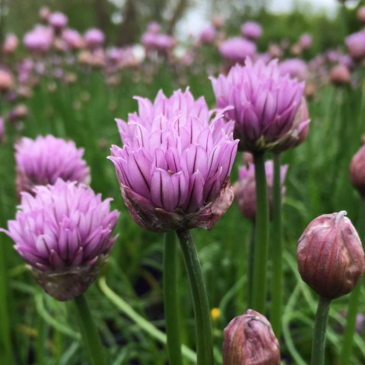 Allium Chivette
