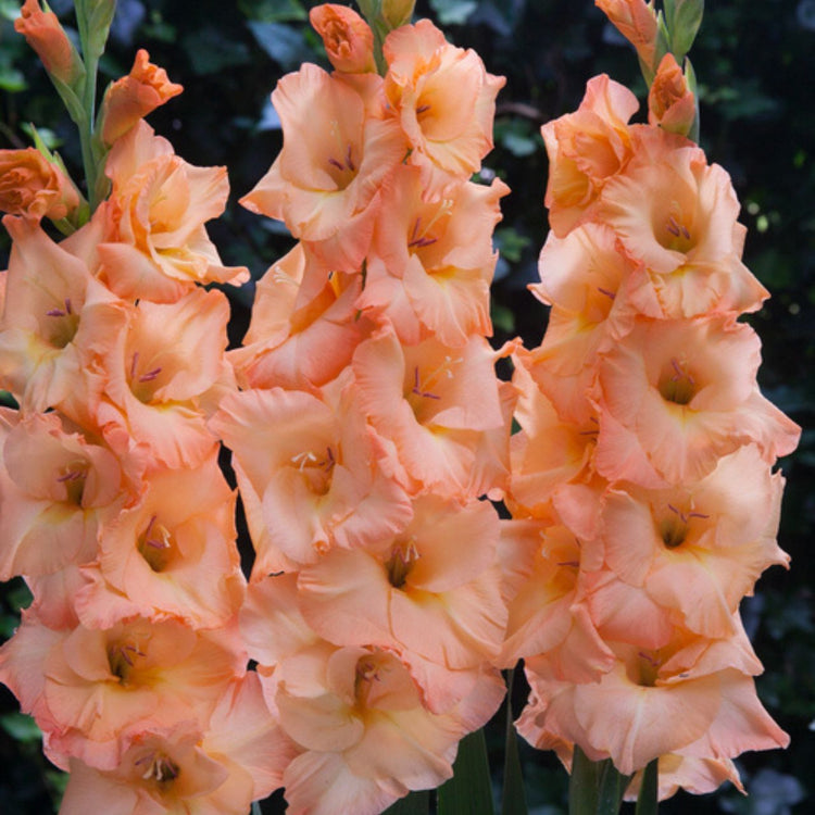 The peach and apricot flowers of gladiolus Arcadia, blooming in a late summer garden.