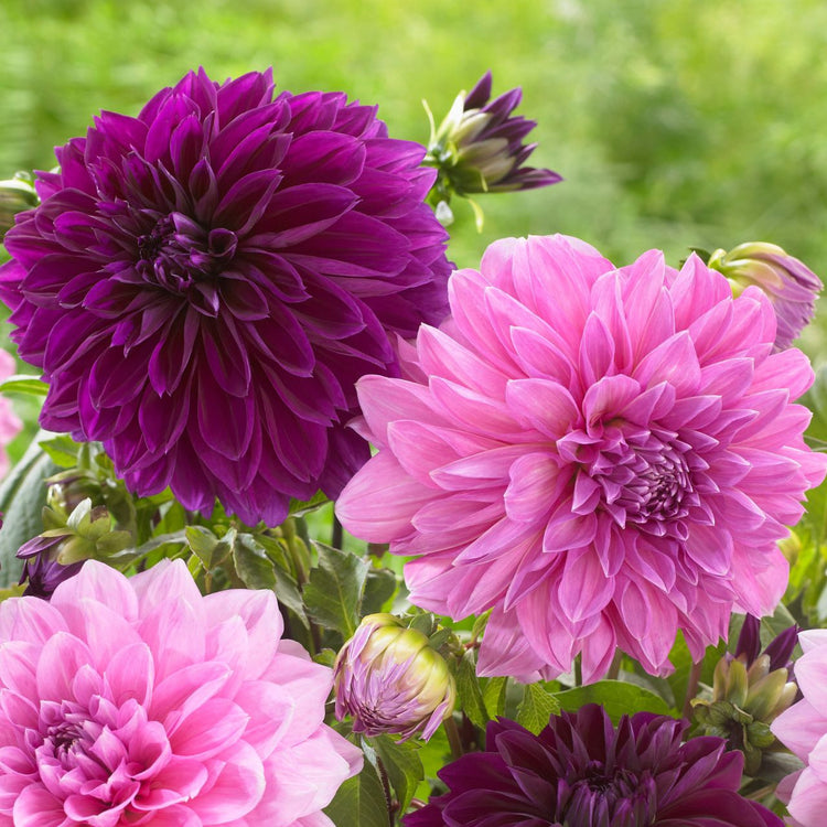 Dahlia Dinnerplate Thomas Edison & Lavender Perfection