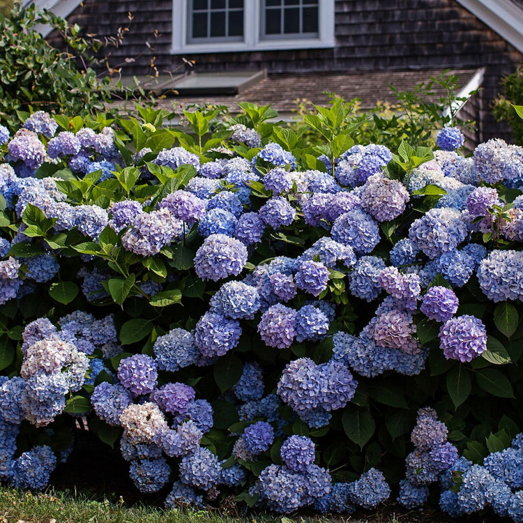 The blue and pink flowers of Hydrangea macrophylla Endless Summer, blooming in a home landscape.