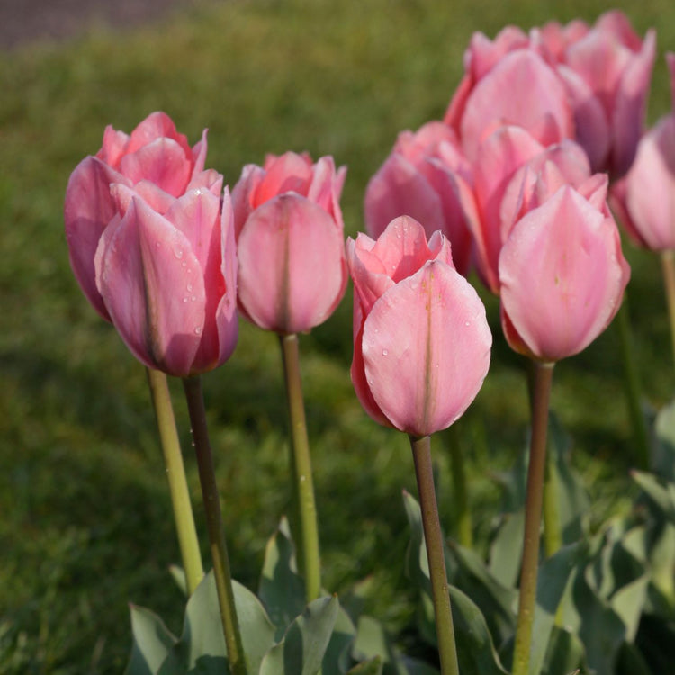 Tulip Fosteriana Albert Heijn
