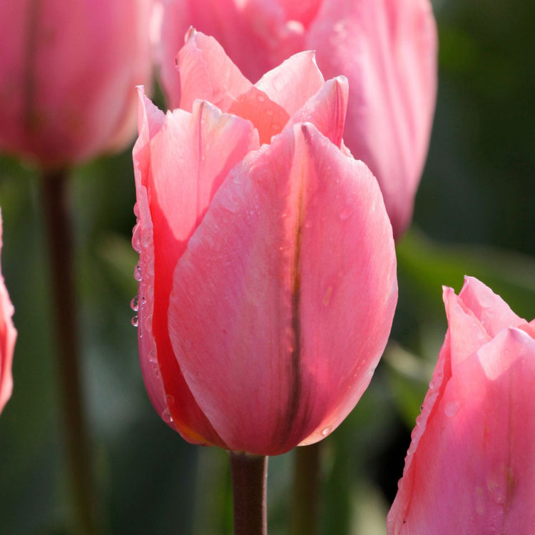 Tulip Fosteriana Albert Heijn