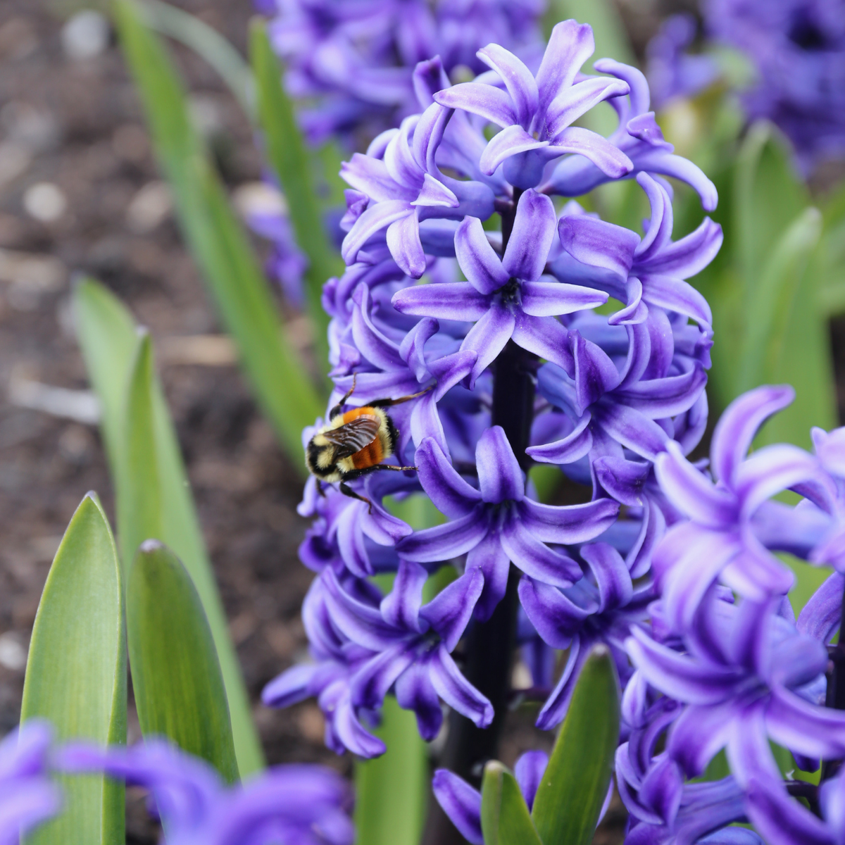 Hyacinth Orientalis Blue Jacket