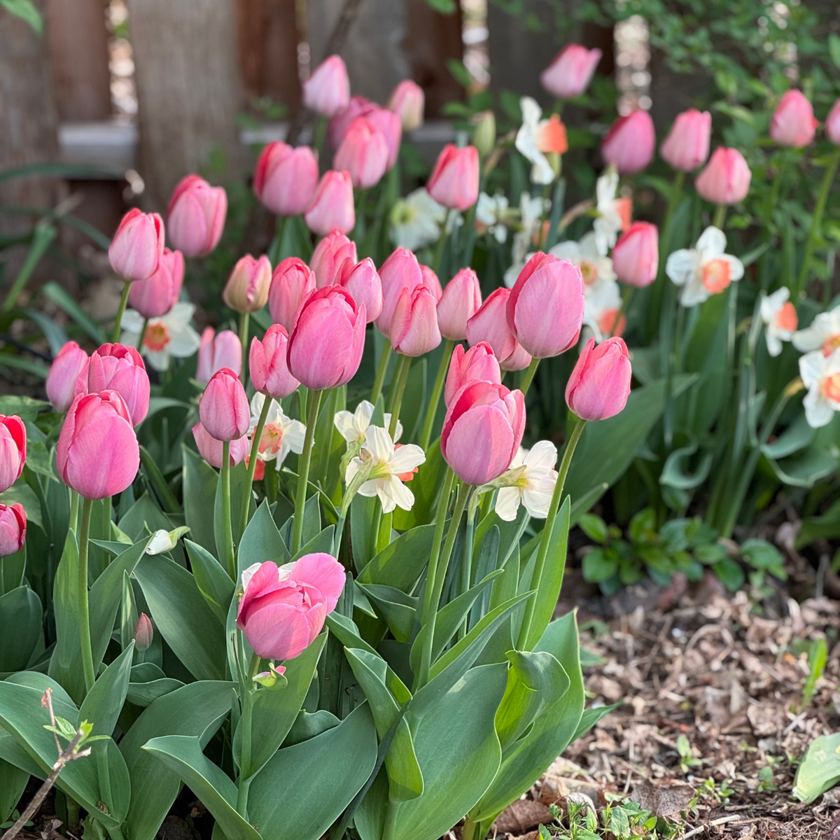 Tulip Darwin Hybrid Mystic Van Eijk - 20 bulbs - Longfield Gardens