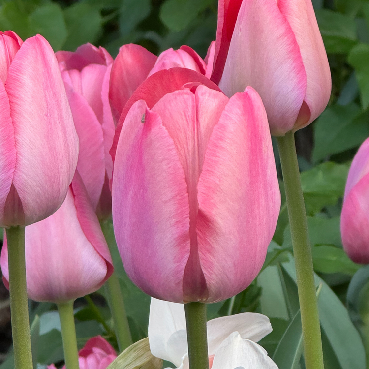 Tulip Darwin Hybrid Mystic Van Eijk