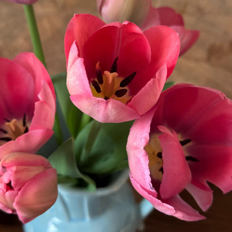 Tulip Darwin Hybrid Mystic Van Eijk