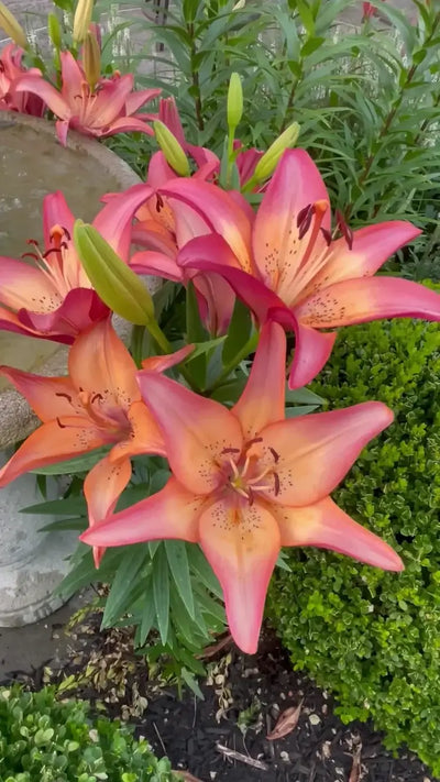 Lily Royal Sunset