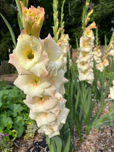 Gladiolus Cream Perfection