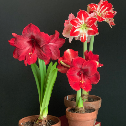 Megamenu for Indoor Bulbs & Kits