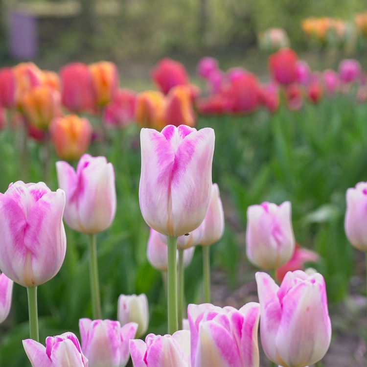 Tulip Triumph Infinity