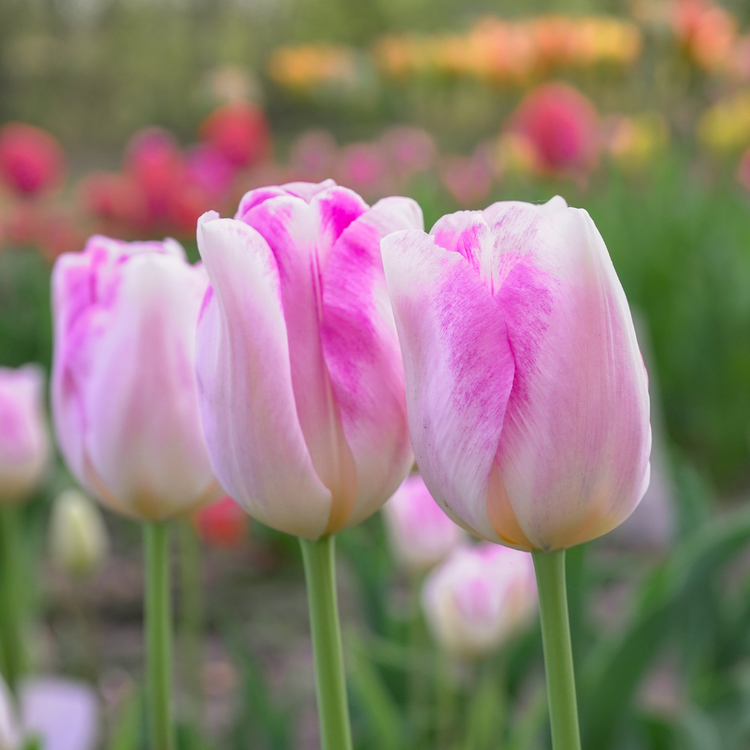 Tulip Triumph Infinity