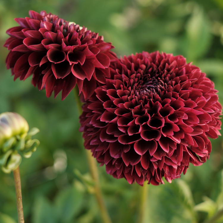 Dahlia Ball Jowey Mirella