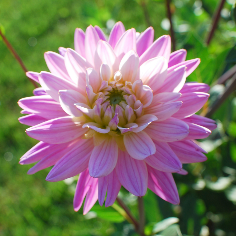 Dahlia Cactus Karma Pink Corona