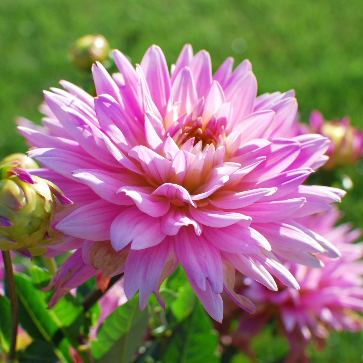 Dahlia Cactus Karma Pink Corona - 2 tuber clumps - Longfield Gardens