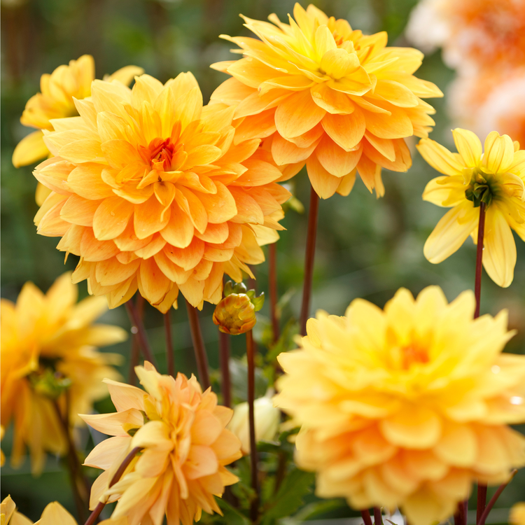 Dahlia Decorative Karma Gold