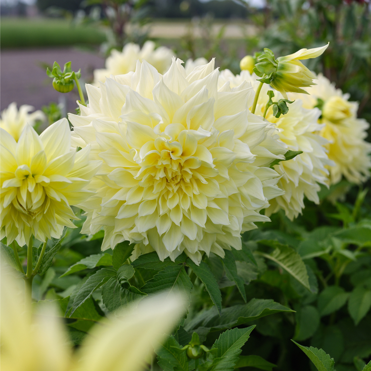 Dahlia Dinnerplate Kelvin Floodlight