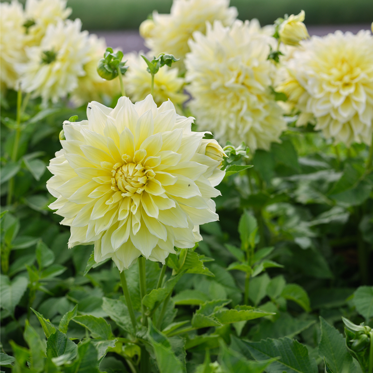 Dahlia Dinnerplate Kelvin Floodlight