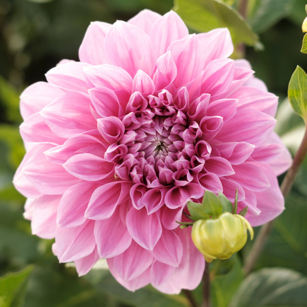 フラワー　サンプル×20 Dahlia Dinnerplate 'Islander' (Ships in Spring) Dahlia from ADR Bulbs