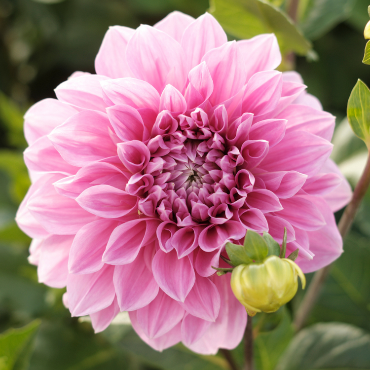 Dahlia Dinnerplate Lavender Perfection